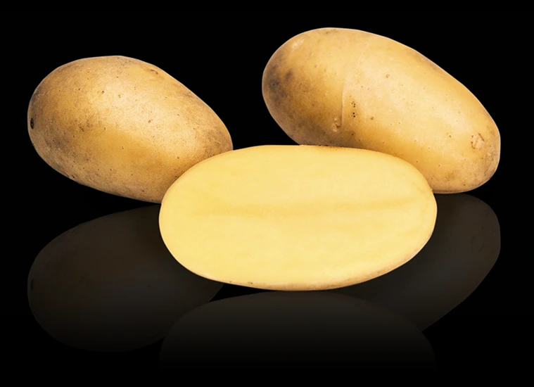 potato is a true multipurpose food