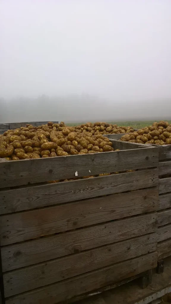 misty autumn potato harvest