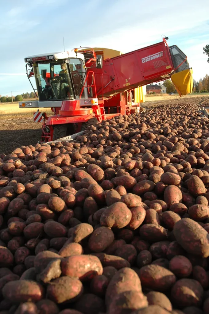potato harvest in finland